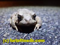 /home//u458753944/public_html/sourcegallery//Roxborough Toad Detour/2022/2022-03-07/P3070847.JPG